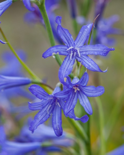 Ixiolirion tataricum.jpg